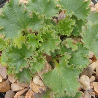 Campanula garganica 'W. H. Paine'